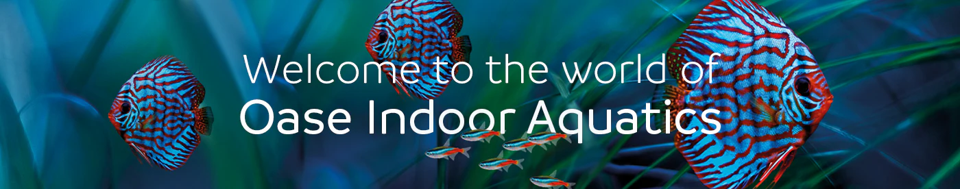 Master the Art of Aquascaping